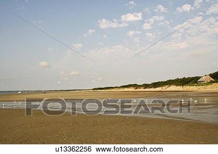 Flock of birds on the beach View Large Photo Image Stock Photograph - Flock of birds on the beach. Fotosearch