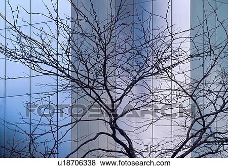 "Bare tree in front of Citicorp building, New York City, New York, USA" View Large Photo Image Stock Photo - "Bare tree in front of Citicorp building, New York City, New York, USA". Fotosearch
