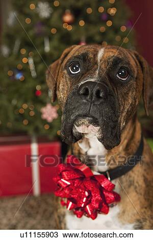 "Boxer with bow on neck, Christmas tree in background" View Large Photo Image Stock Image - "Boxer with bow on neck, Christmas tree in background". Fotosearch