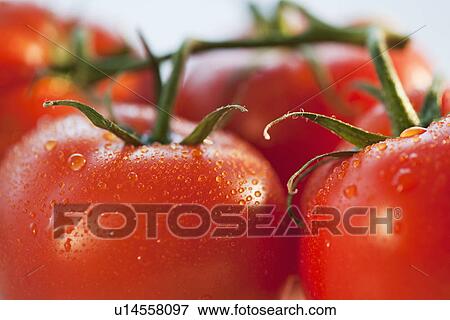 Stock Photo - Bunch of tomatoes. Fotosearch
