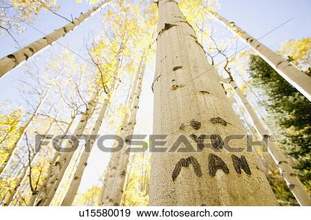 Stock Photo - "Carving on tree trunk in forest, Aspen, Colorado, USA ". Fotosearch