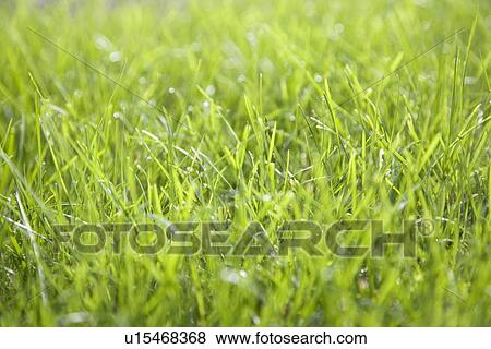 Close-up of grass View Large Photo Image Stock Photo - Close-up of grass. Fotosearch