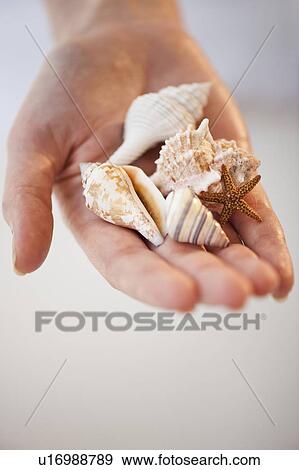 Stock Photo - Close-up of seashells in woman's hand. Fotosearch