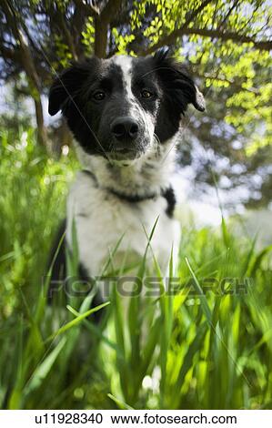 Stock Image - Dog sitting in grass. Fotosearch