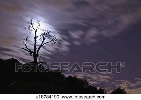 Full moon behind bare tree View Large Photo Image Stock Image - Full moon behind bare tree. Fotosearch