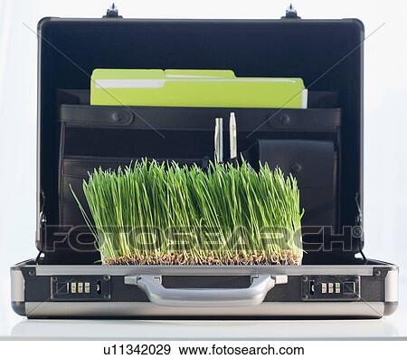 Grass growing in briefcase View Large Photo Image Stock Photo - Grass growing in briefcase. Fotosearch