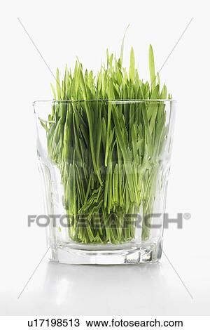 Grass in glass View Large Photo Image Stock Image - Grass in glass. Fotosearch