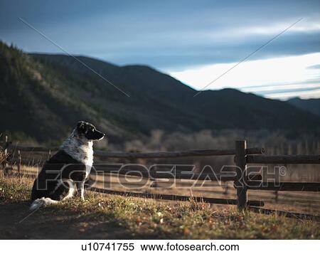 "Guard dog sitting next to wooden fence, Western Colorado, USA" View Large Photo Image Stock Photography - "Guard dog sitting next to wooden fence, Western Colorado, USA". Fotosearch