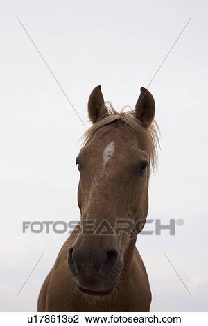 Stock Image - Horse in paddock. Fotosearch