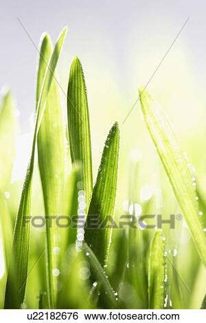 Stock Photograph - "Leaves with dew, close-up". Fotosearch