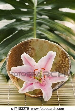 Stock Photo - Orchid. Fotosearch