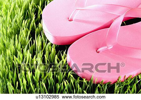 "Pair of pink Flip-Flops, close-up" View Large Photo Image Stock Photography - "Pair of pink Flip-Flops, close-up". Fotosearch