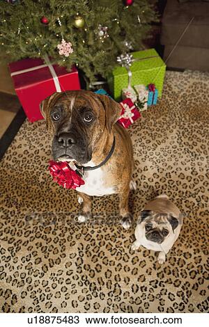 Pug and boxer sitting in front of Christmas tree View Large Photo Image Stock Image - Pug and boxer sitting in front of Christmas tree. Fotosearch