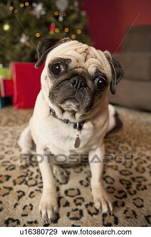 "Pug sitting on carpet, Christmas tree in background" View Large Photo Image Stock Photo - "Pug sitting on carpet, Christmas tree in background". Fotosearch