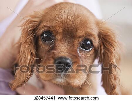 Puppy being held by woman View Large Photo Image Stock Image - Puppy being held by woman. Fotosearch