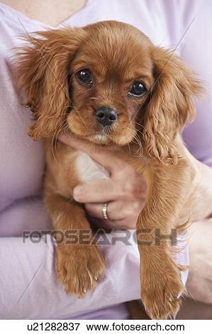 Stock Photo - Puppy being held by woman. Fotosearch