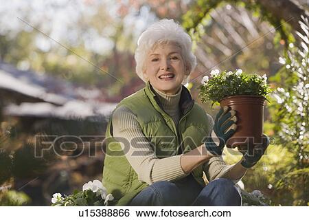 "Senior woman sitting in domestic garden holding potted plant, portrait" View Large Photo Image Stock Photograph - "Senior woman sitting in domestic garden holding potted plant, portrait". Fotosearch