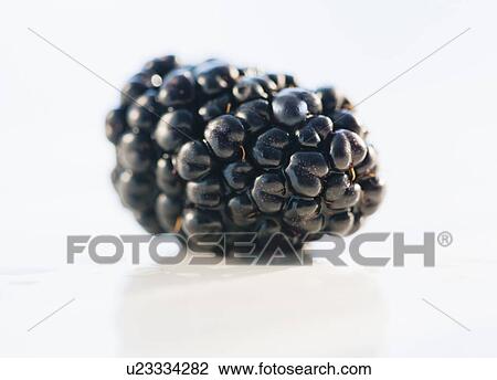 Single blackberry View Large Photo Image Stock Image - Single blackberry. Fotosearch