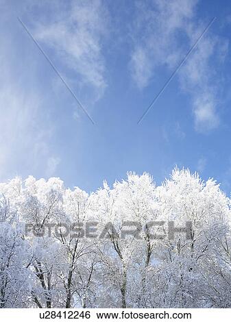 "Snow-covered trees and blue sky, Colorado, USA" View Large Photo Image Stock Photograph - "Snow-covered trees and blue sky, Colorado, USA". Fotosearch