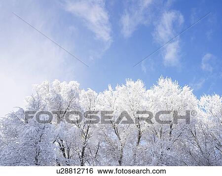 "Snow-covered trees and blue sky, Colorado, USA" View Large Photo Image Stock Photograph - "Snow-covered trees and blue sky, Colorado, USA". Fotosearch