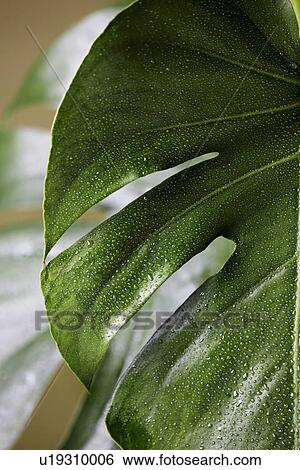 Tropical leaf View Large Photo Image Stock Photograph - Tropical leaf. Fotosearch
