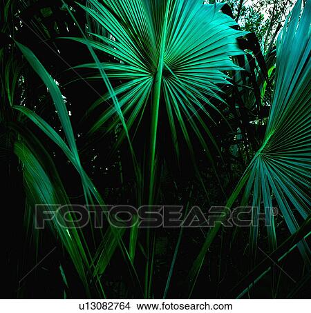 "Tropical leaves, St. Thomas, US Virgin Islands" View Large Photo Image Picture - "Tropical leaves, St. Thomas, US Virgin Islands". Fotosearch