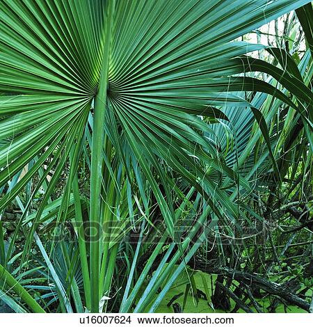 Picture - "Tropical leaves, St. Thomas, US Virgin Islands". Fotosearch