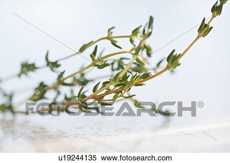 Twig of thyme View Large Photo Image Stock Photography - Twig of thyme. Fotosearch