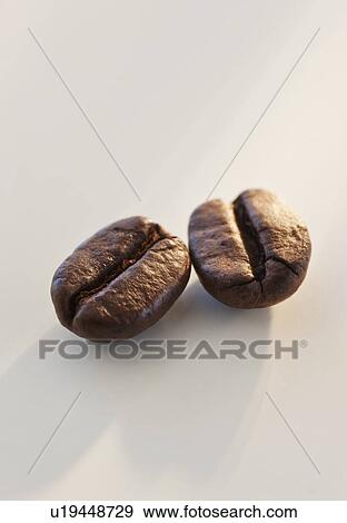 "Two roast coffee beans, studio shot" View Large Photo Image Stock Photo - "Two roast coffee beans, studio shot". Fotosearch
