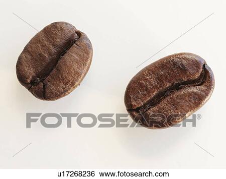 "Two roast coffee beans, studio shot" View Large Photo Image Stock Photograph - "Two roast coffee beans, studio shot". Fotosearch