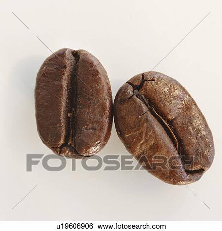 Stock Photograph - "Two roast coffee beans, studio shot". Fotosearch