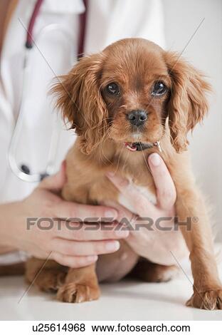 Vet holding puppy on table View Large Photo Image Stock Photo - Vet holding puppy on table. Fotosearch