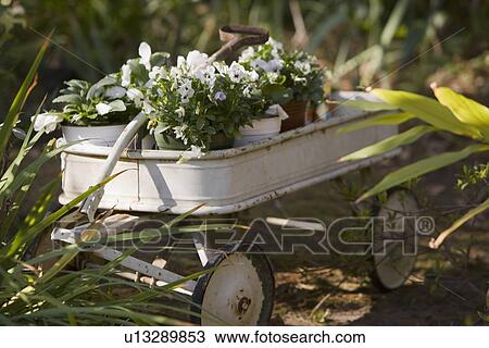 Wheelbarrow with potted pansies View Large Photo Image Stock Image - Wheelbarrow with potted pansies. Fotosearch