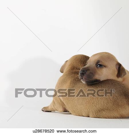 Stock Image - 2 1-week-old puppies relaxing. Fotosearch