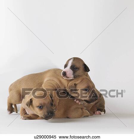 3 1-week-old puppies playing View Large Photo Image Stock Photography - 3 1-week-old puppies playing. Fotosearch