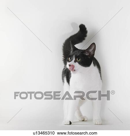 Stock Image - Black and white cat licking chops. Fotosearch