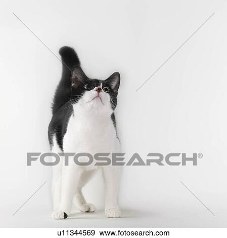 Stock Photo - Black and white cat looking up. Fotosearch