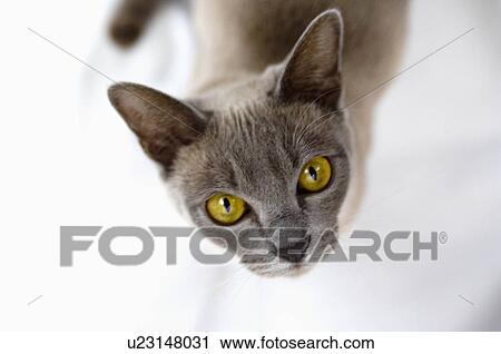 Burmese cat looking to camera View Large Photo Image Stock Image - Burmese cat looking to camera. Fotosearch