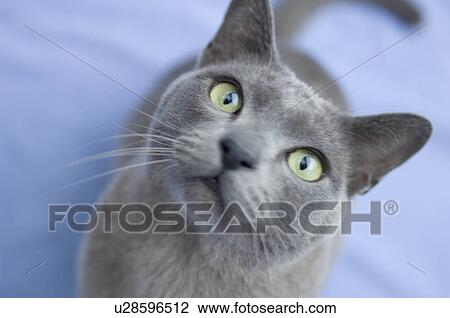 Burmese cat looking to camera View Large Photo Image Stock Image - Burmese cat looking to camera. Fotosearch