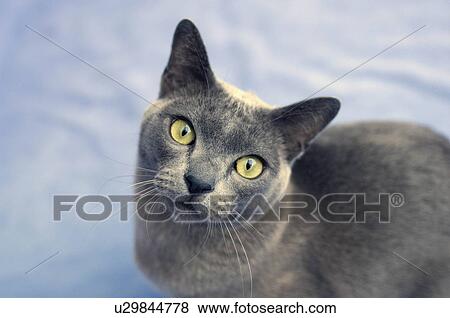 Stock Photo - Burmese cat looking to camera. Fotosearch