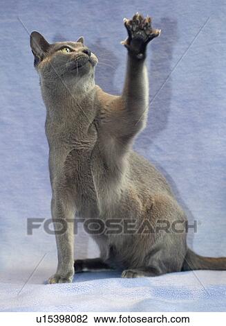 Burmese cat with paw raised View Large Photo Image Stock Image - Burmese cat with paw raised. Fotosearch
