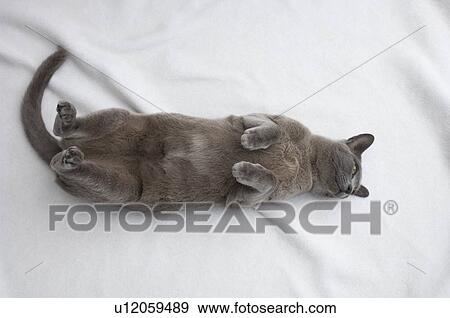 Burmese cat with paw raised View Large Photo Image Stock Photo - Burmese cat with paw raised. Fotosearch