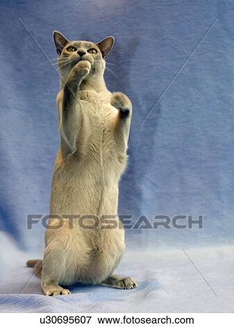 Stock Photo - Cat on hind legs with blue background. Fotosearch