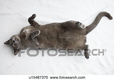 Cat rolling on its back View Large Photo Image Stock Image - Cat rolling on its back. Fotosearch