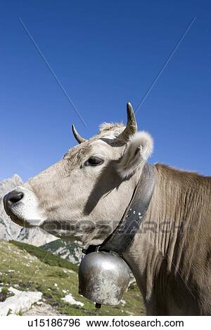 Cow looking at viewer View Large Photo Image Stock Photograph - Cow looking at viewer. Fotosearch