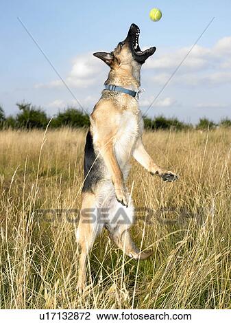 Dog catching a tennis ball View Large Photo Image Stock Image - Dog catching a tennis ball. Fotosearch