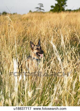 Stock Photo - Dog in a field. Fotosearch
