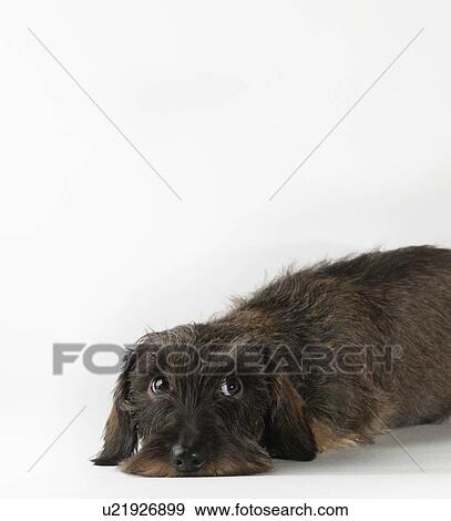 Stock Photo - Dog lying on white background. Fotosearch
