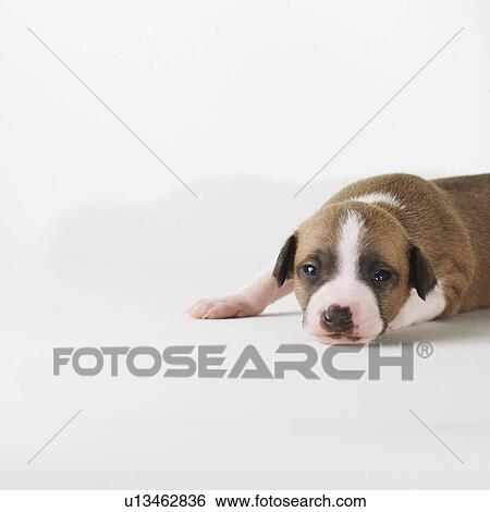 Dog lying on white background View Large Photo Image Stock Photograph - Dog lying on white background. Fotosearch
