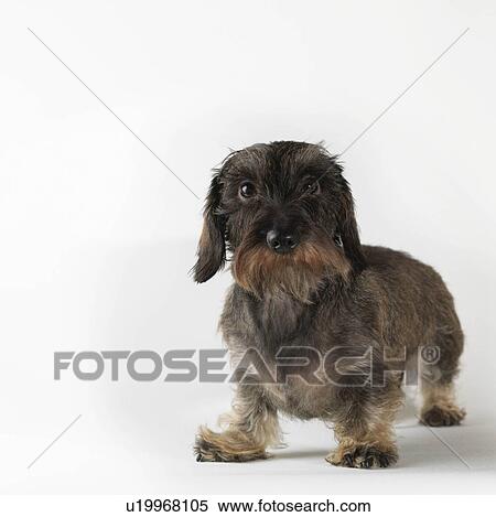 Dog standing on white background View Large Photo Image Stock Photography - Dog standing on white background. Fotosearch